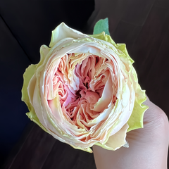 Senlitsu Rose