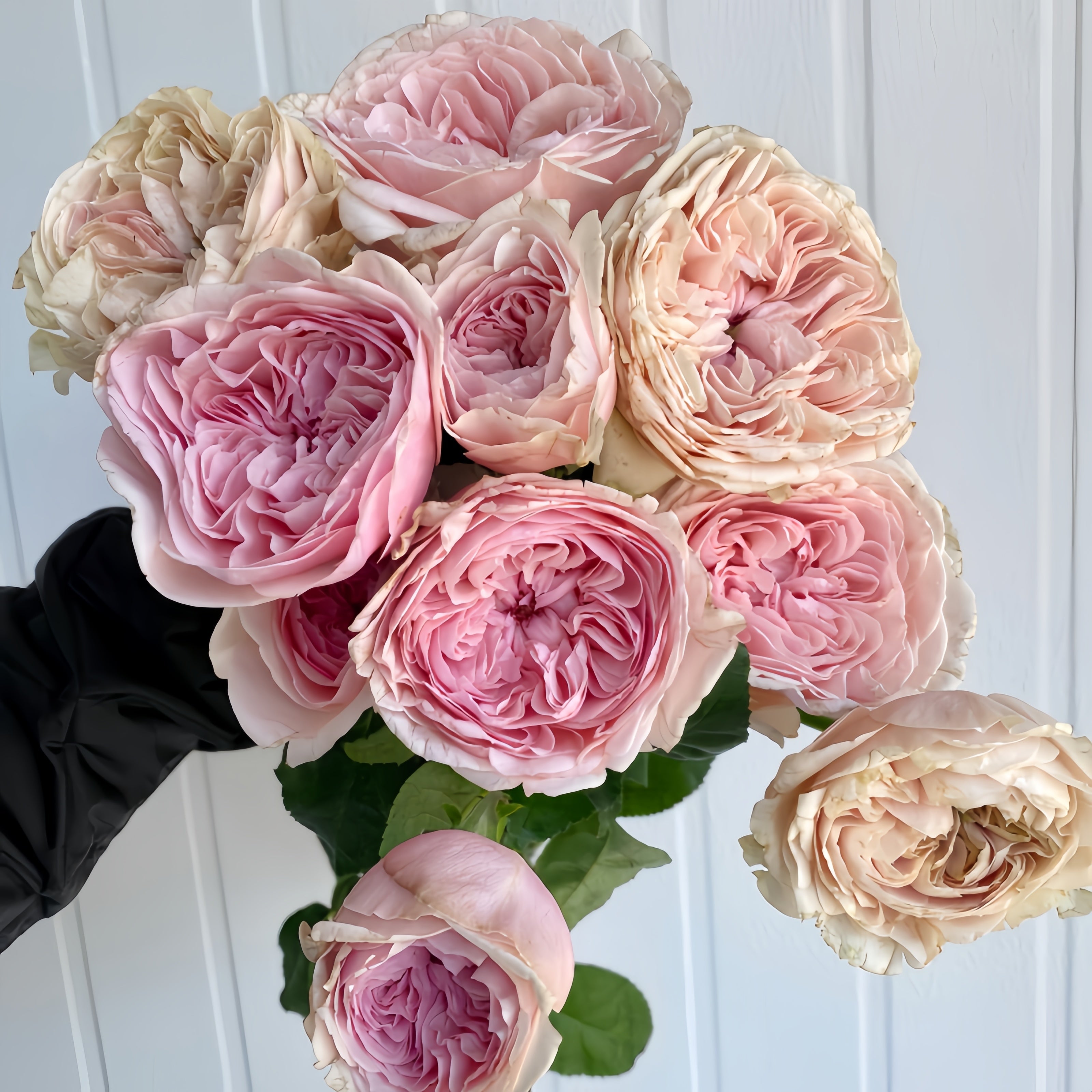 Senlitsu Rose