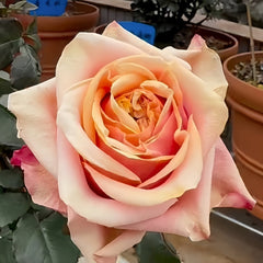 Serenade Rose