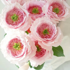 Serendipity Rose