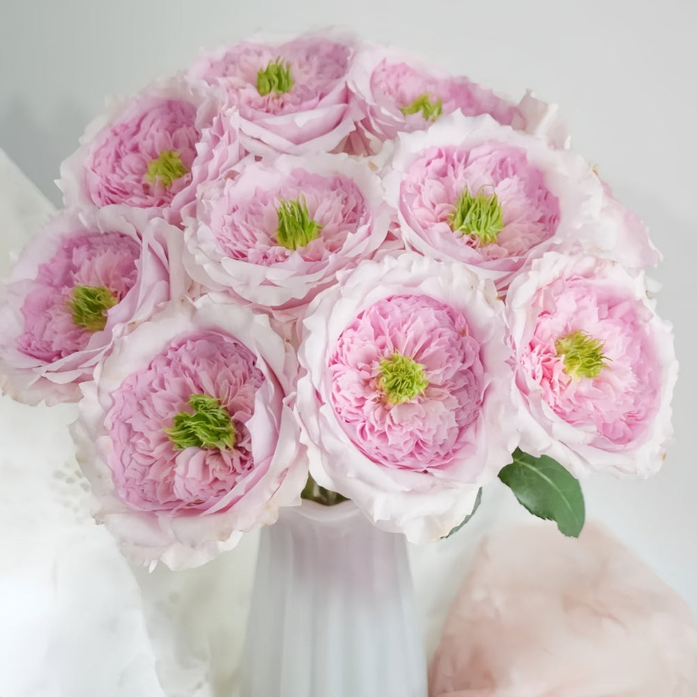 Serendipity Rose