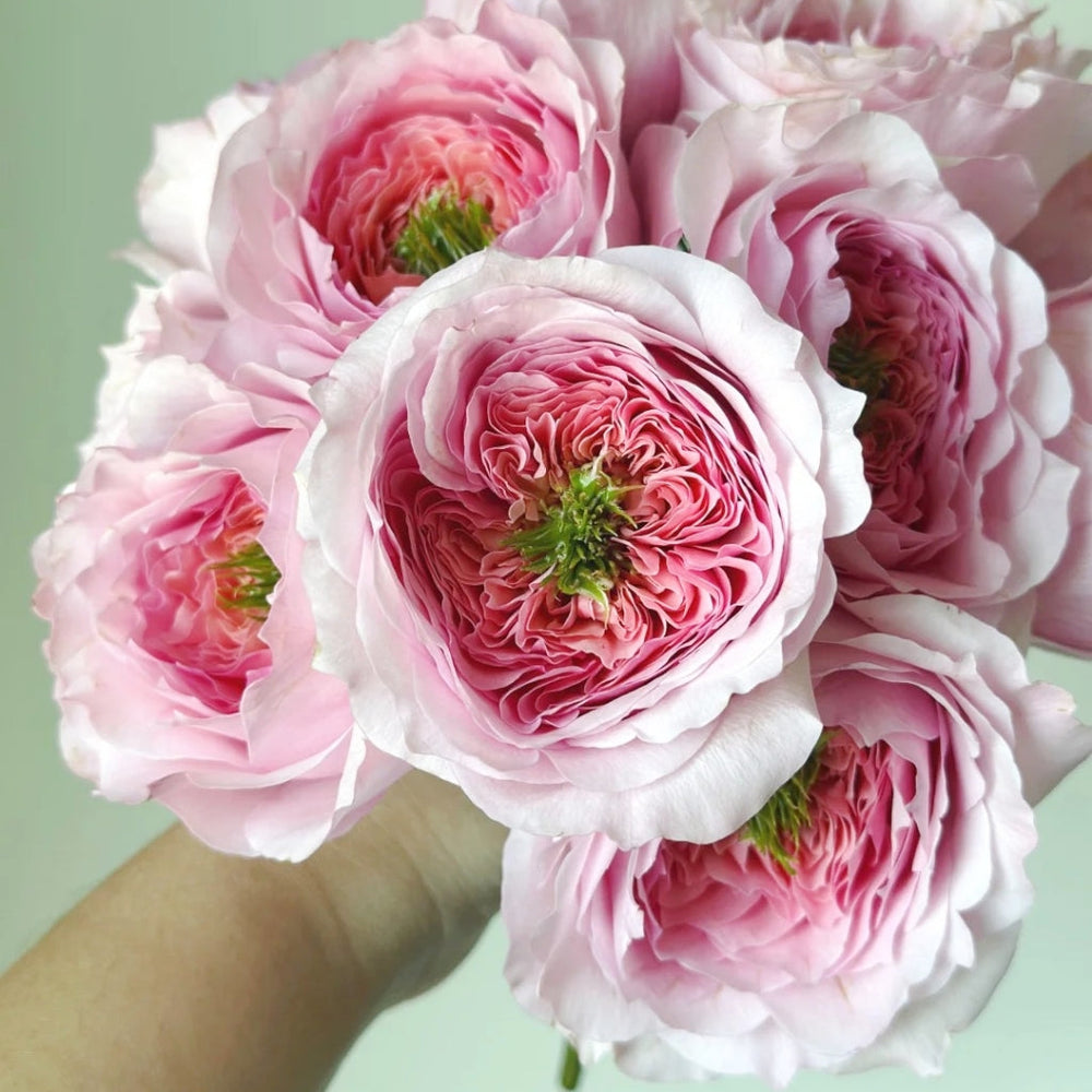 Serendipity Rose