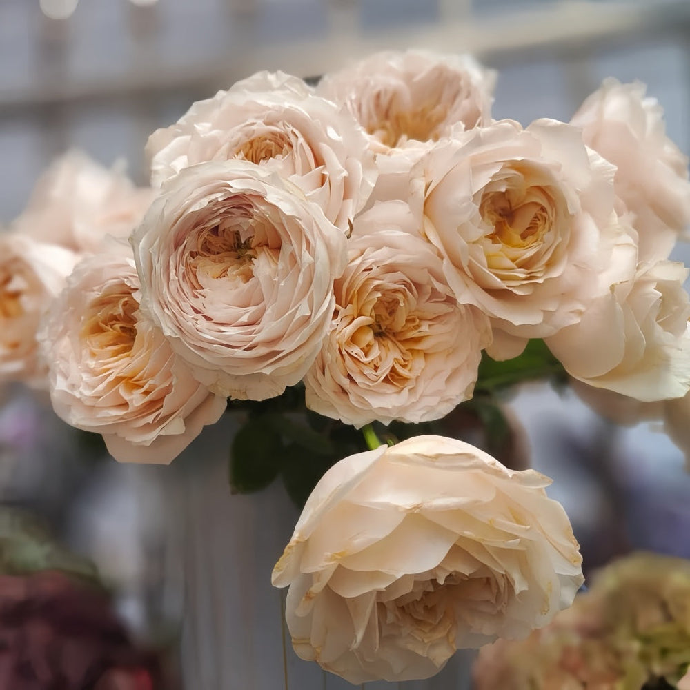 Shade of beige Rose