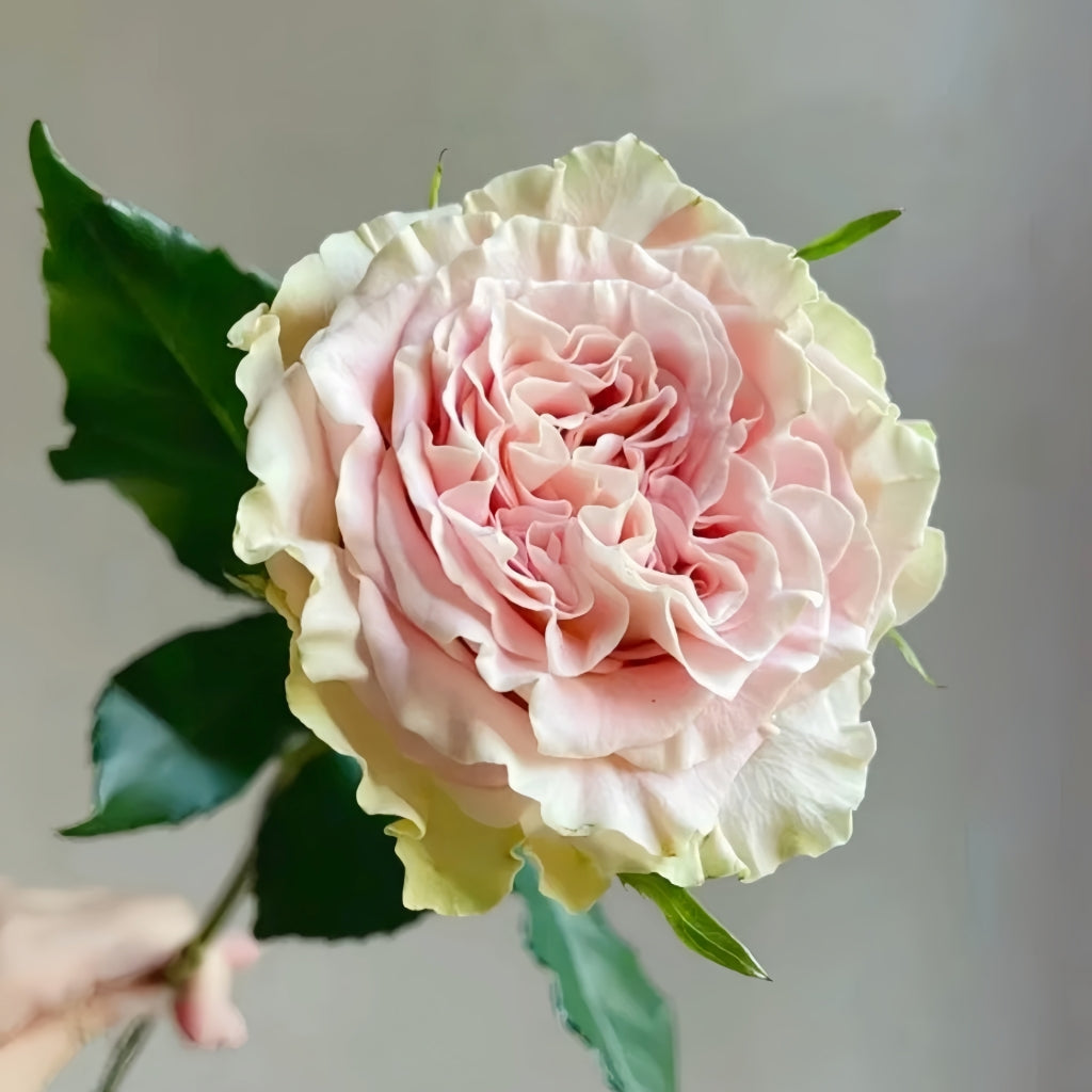 Shangguan Wan Er Rose