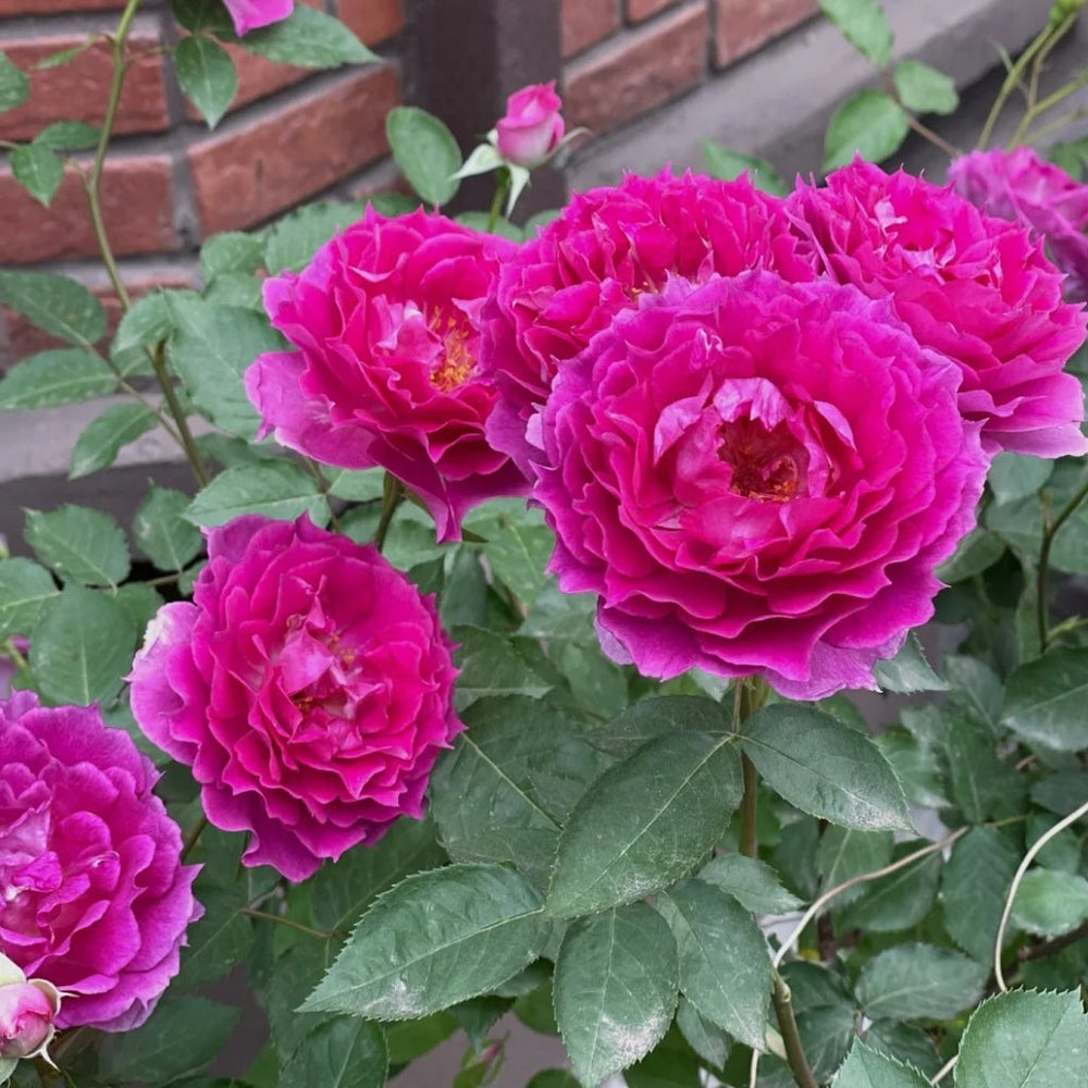 Sheherazade Rose