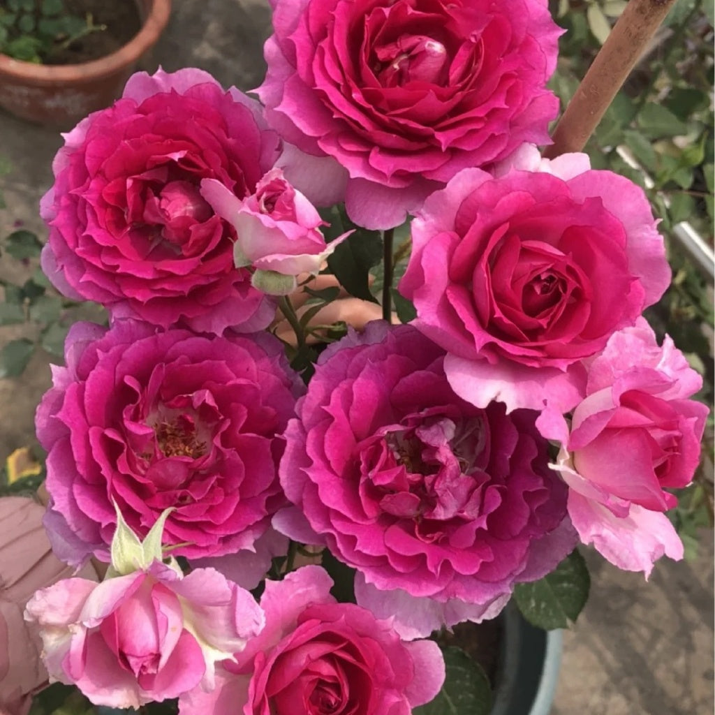 Sheherazade Rose