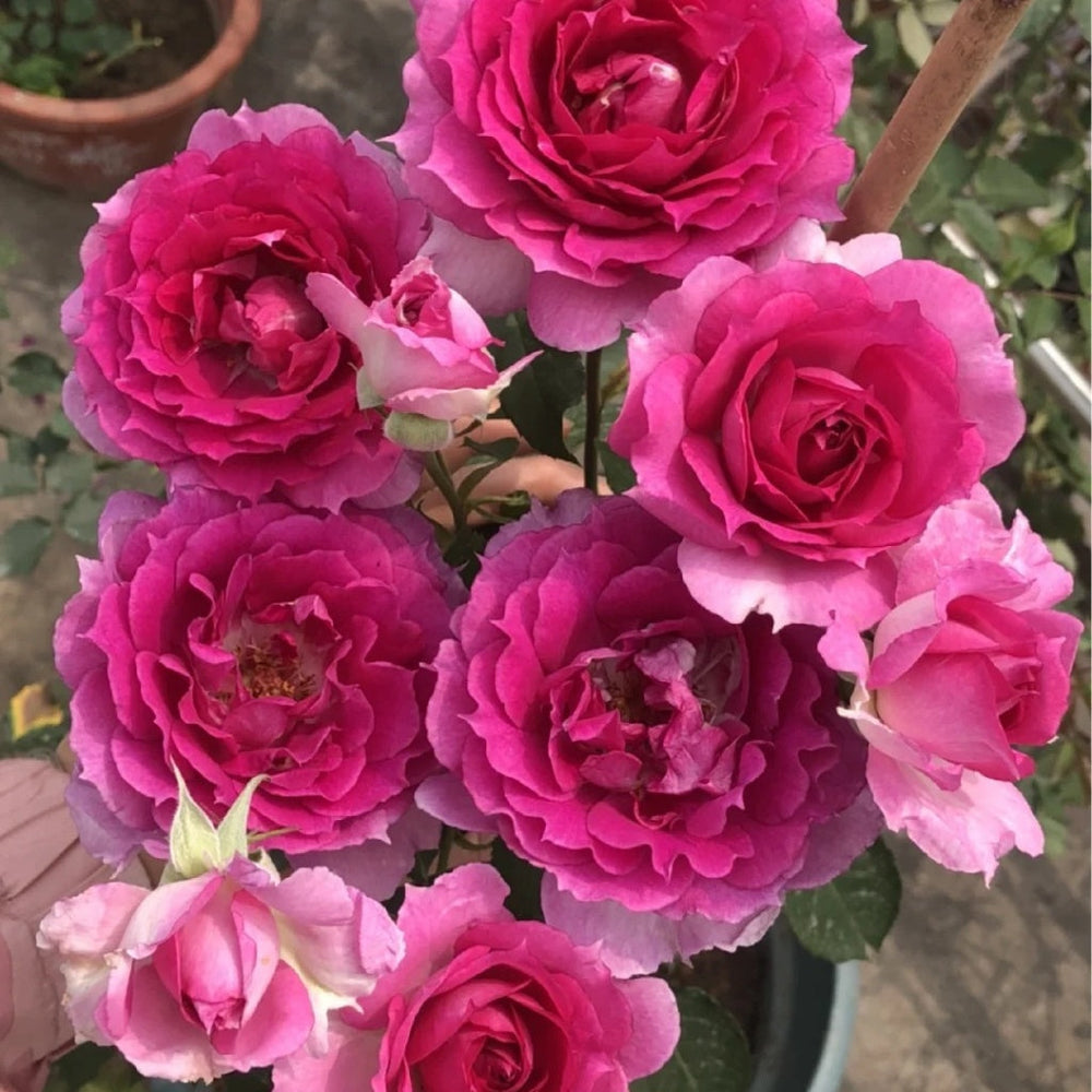 Sheherazade Rose