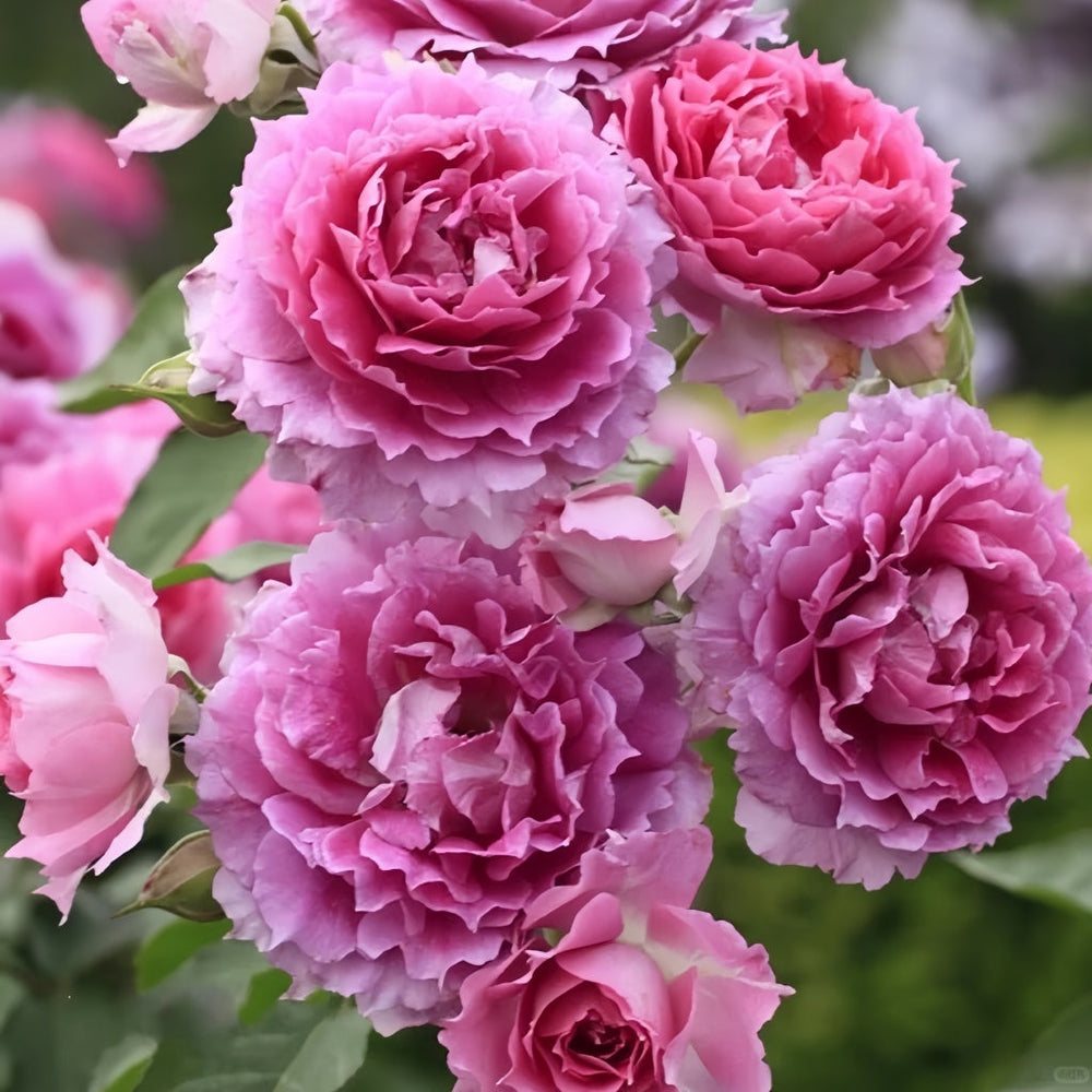 Sheherazade Rose