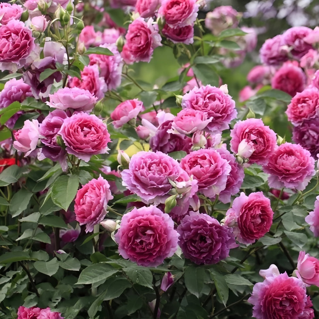 Sheherazade Rose