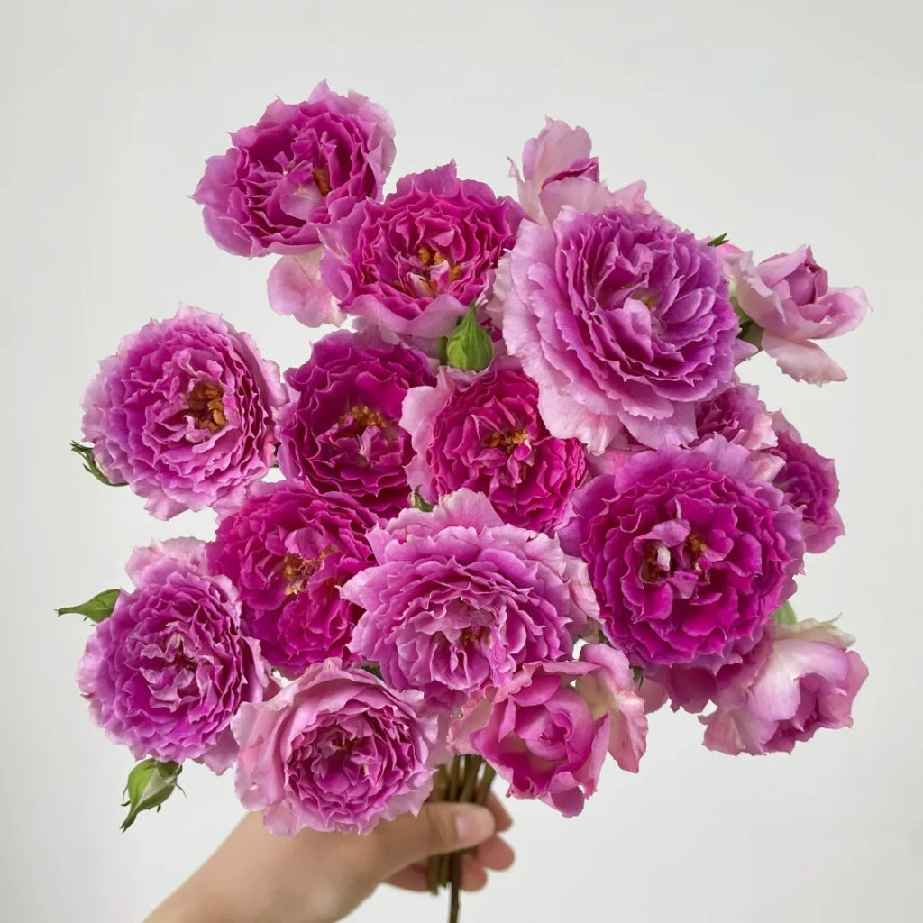 Sheherazade Rose