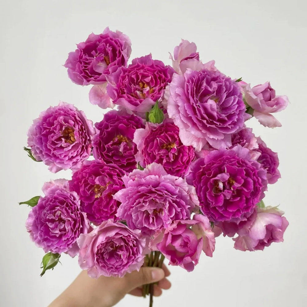 Sheherazade Rose