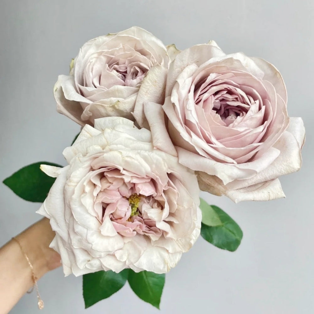Shelvers Rose