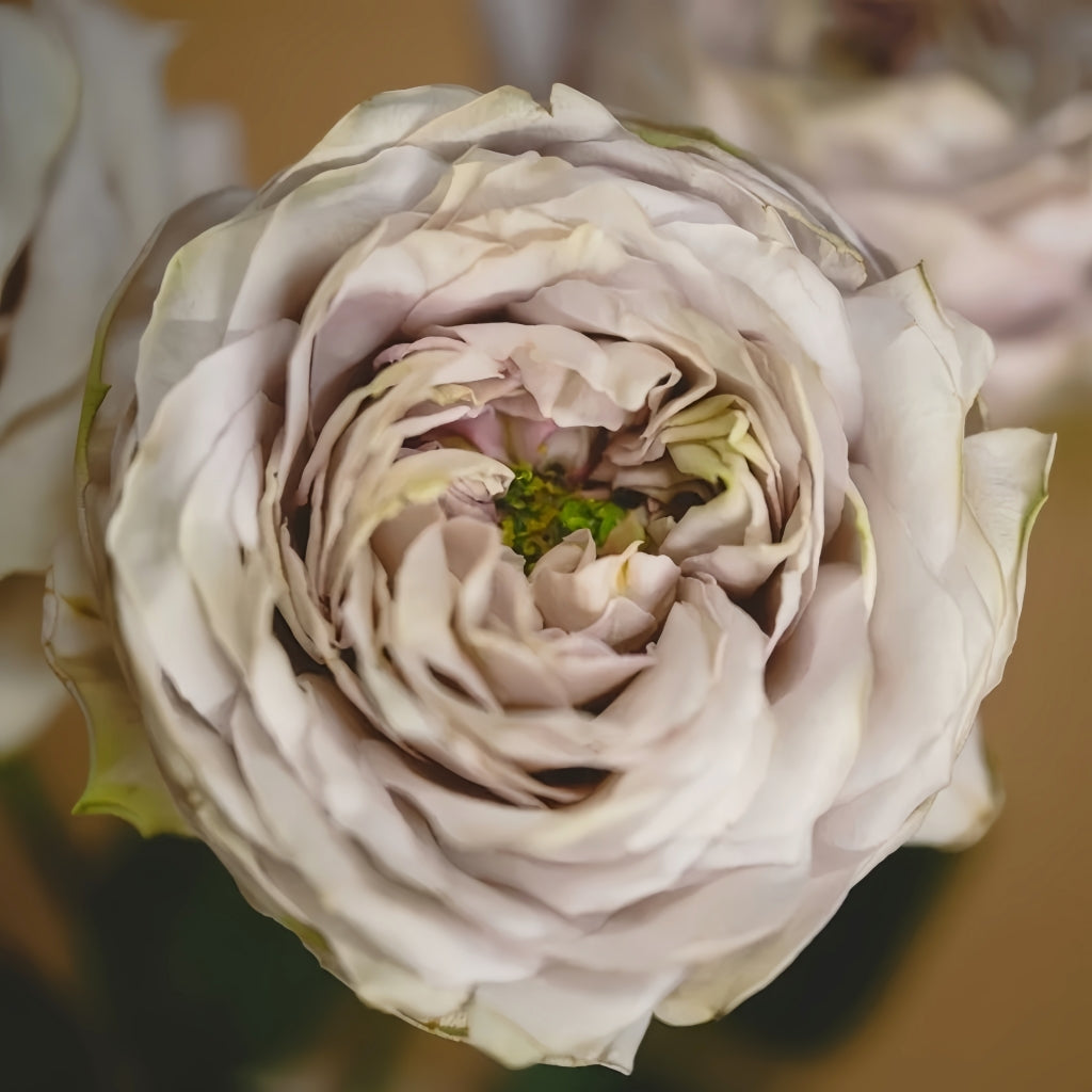 Shelvers Rose