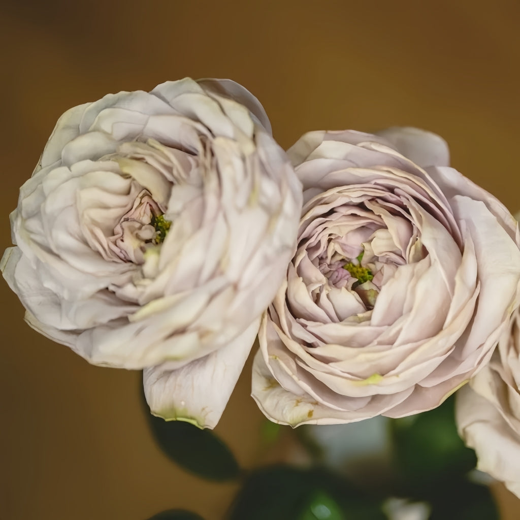 Shelvers Rose