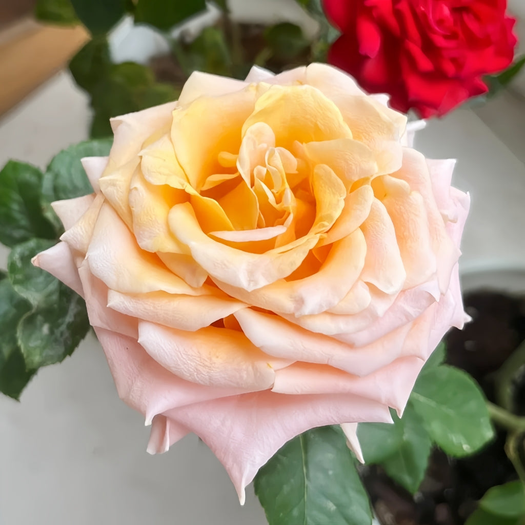 Shimmer Rose