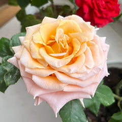 Shimmer Rose