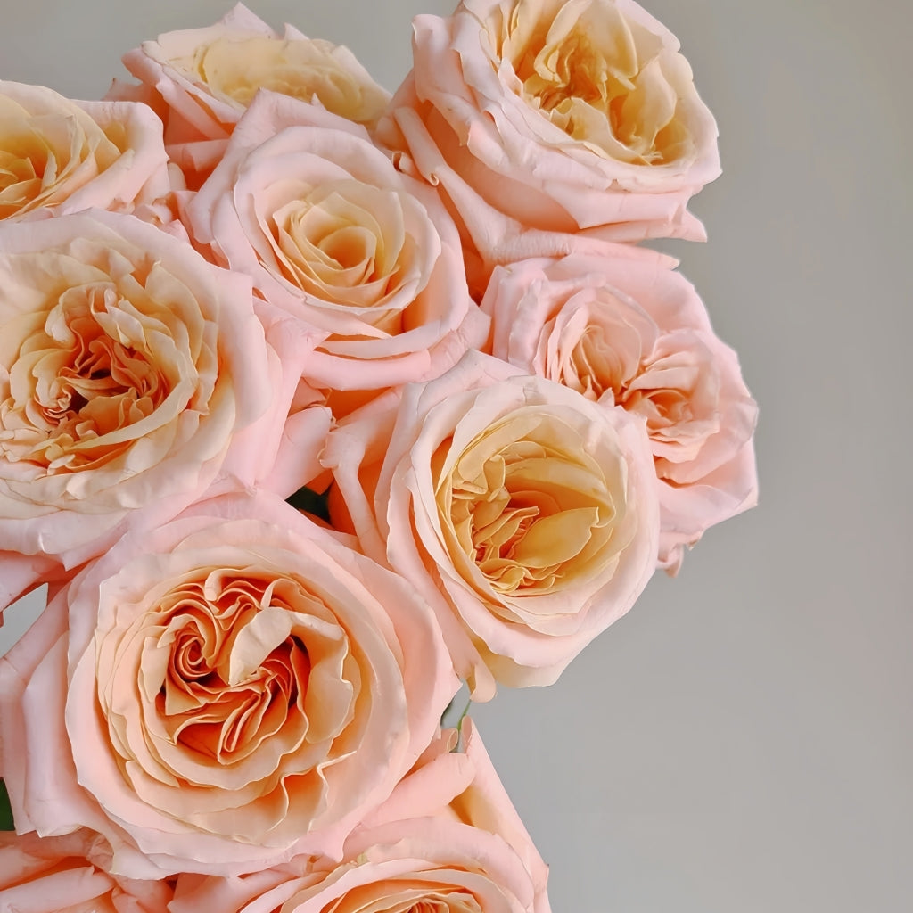 Shimmer Rose