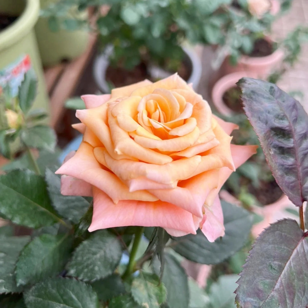 Shimmer Rose