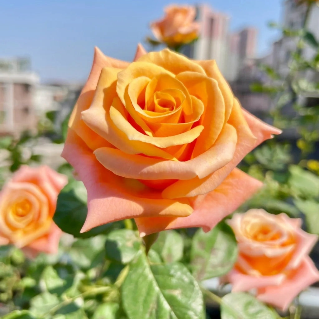 Shimmer Rose