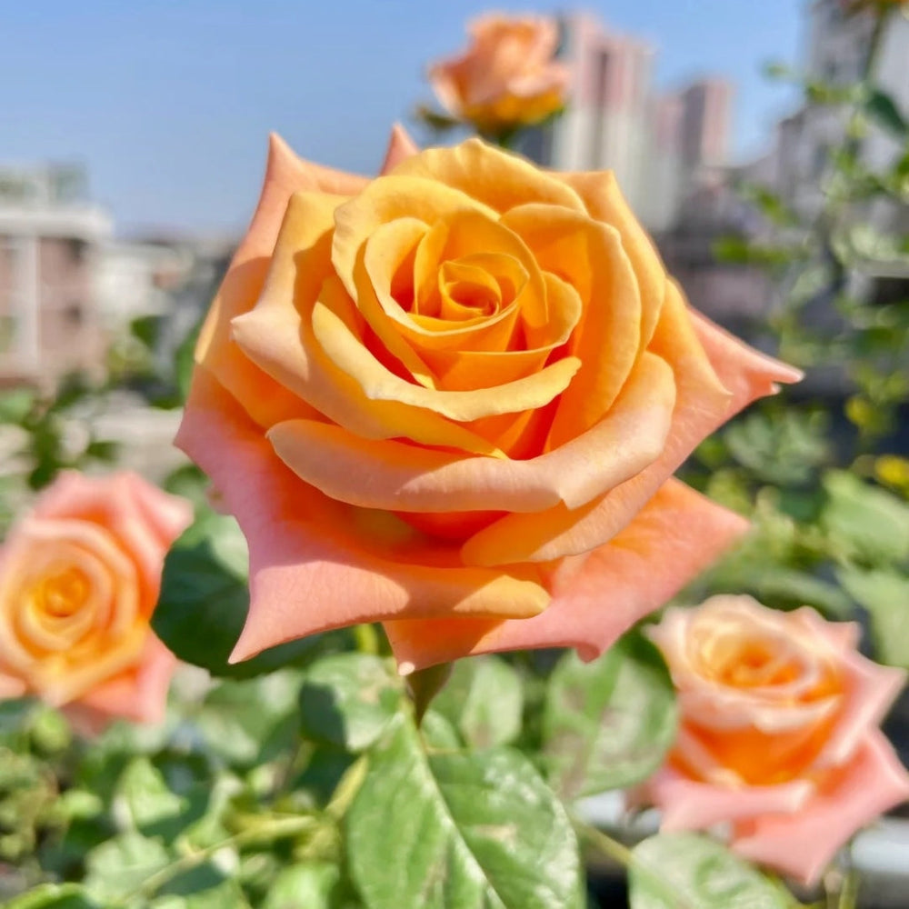 Shimmer Rose