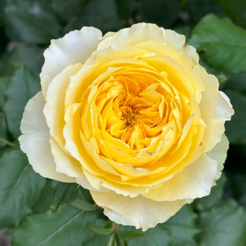 Shining Smile Rose