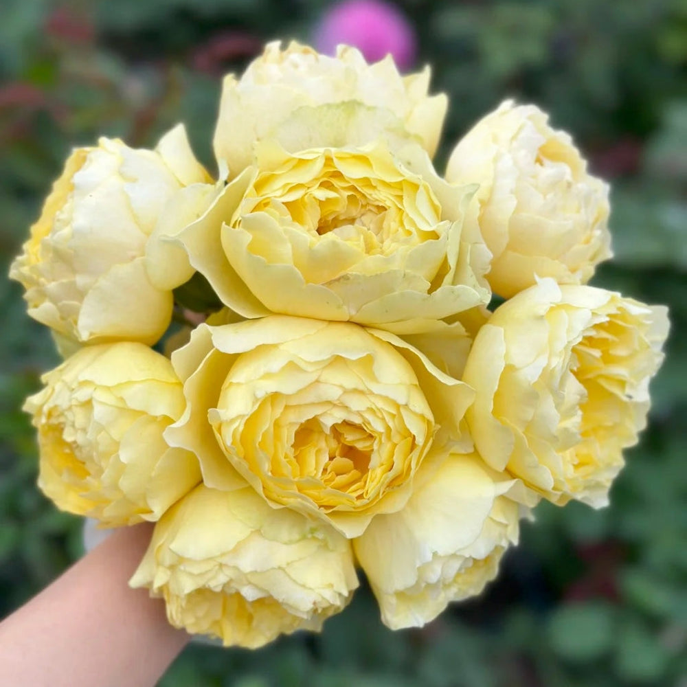 Shining Smile Rose