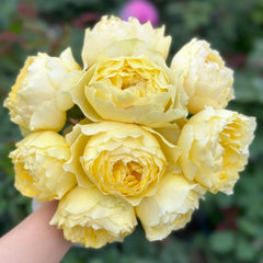 Shining Smile Rose