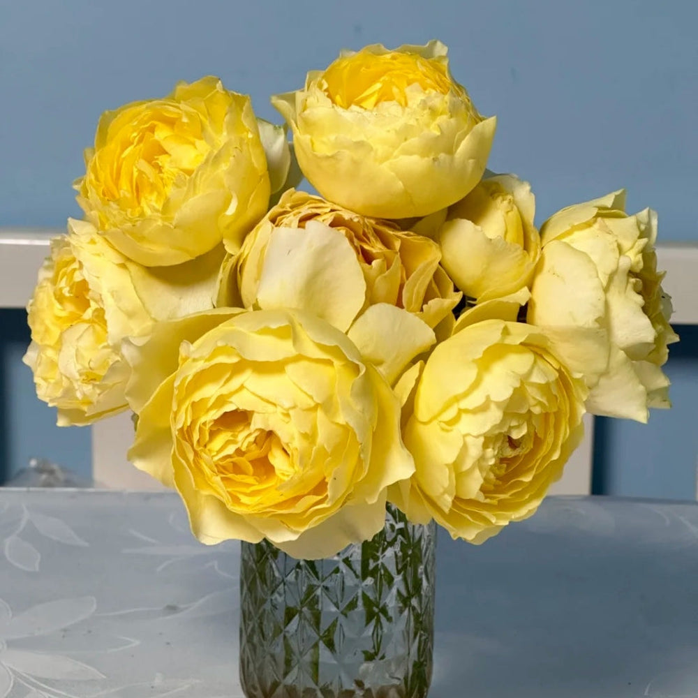 Shining Smile Rose