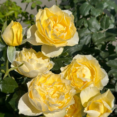 Shining Smile Rose