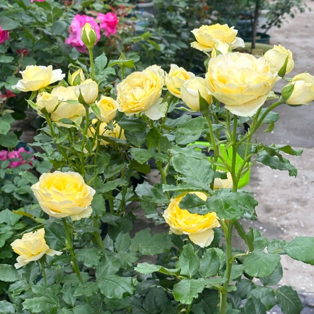 Shining Smile Rose