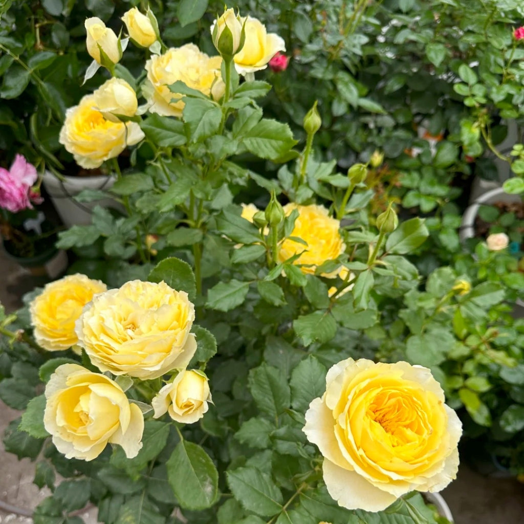 Shining Smile Rose