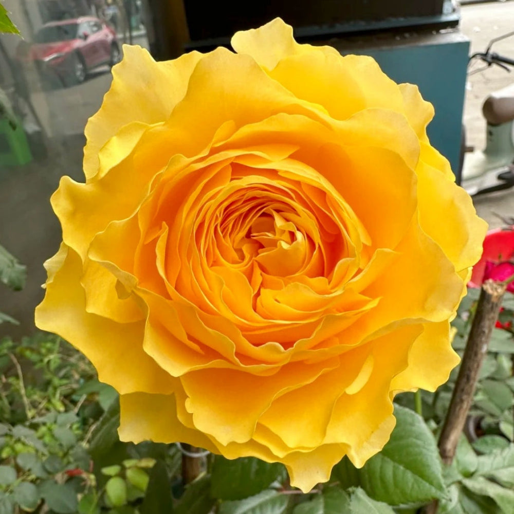 Shining Smile Rose