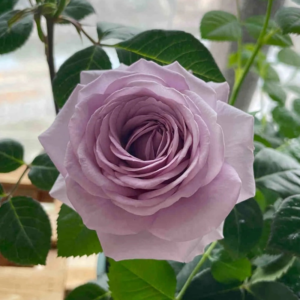 Shinoburedo Rose01