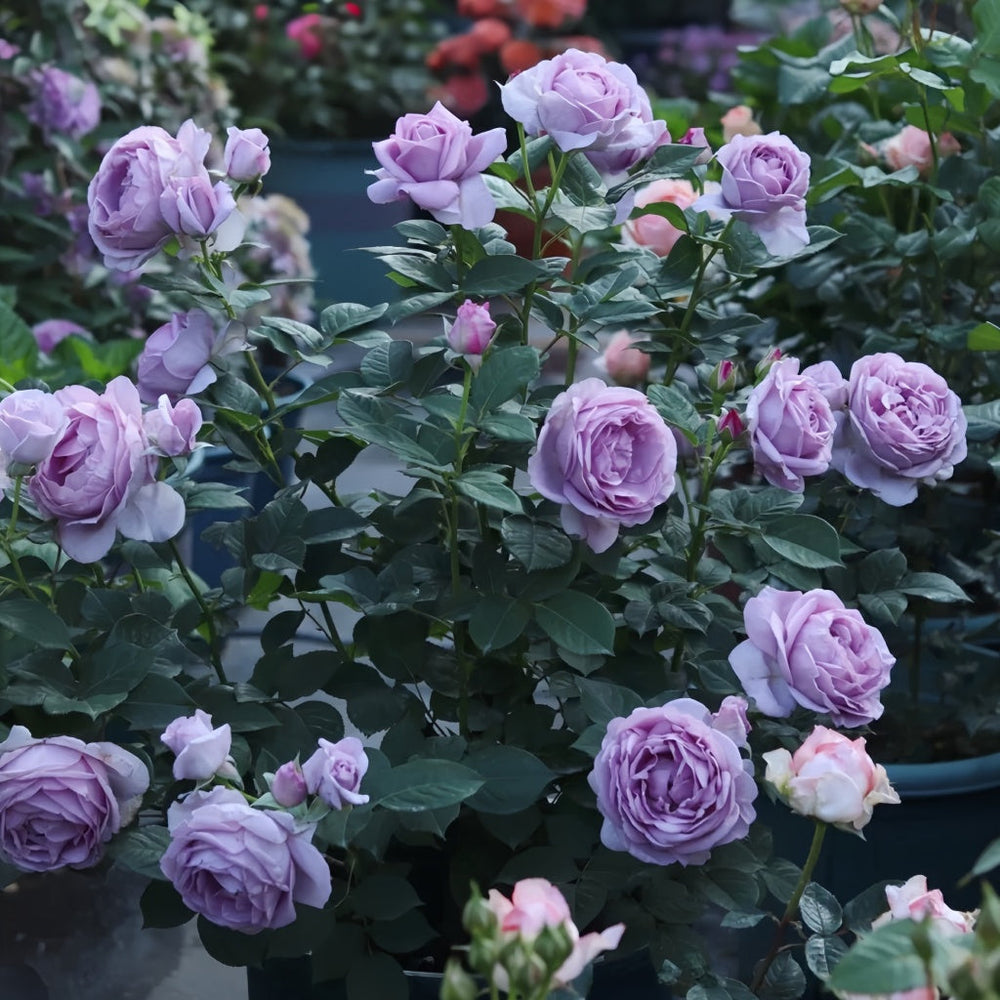 Shinoburedo Rose