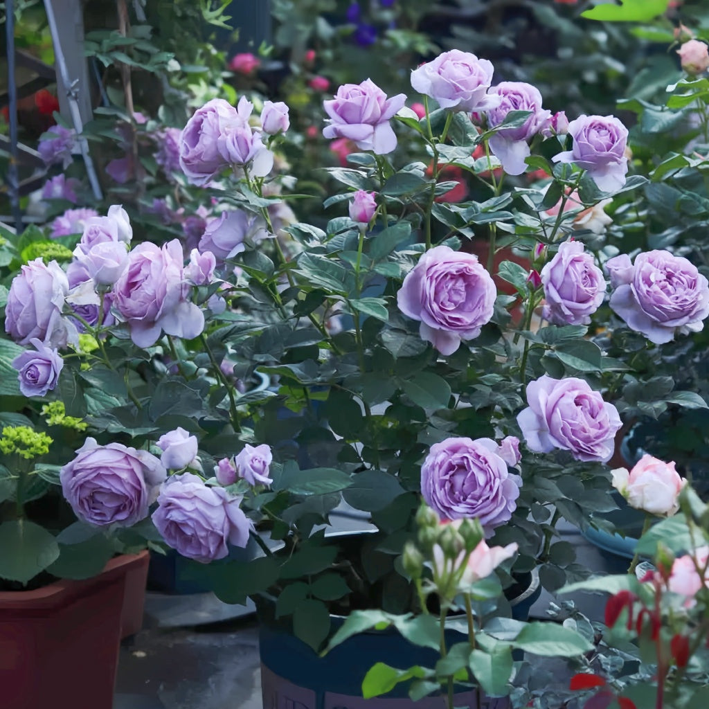 Shinoburedo Rose