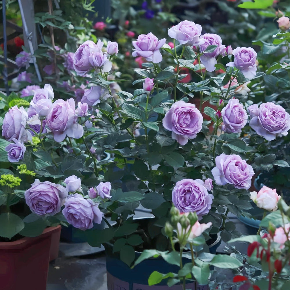 Shinoburedo Rose
