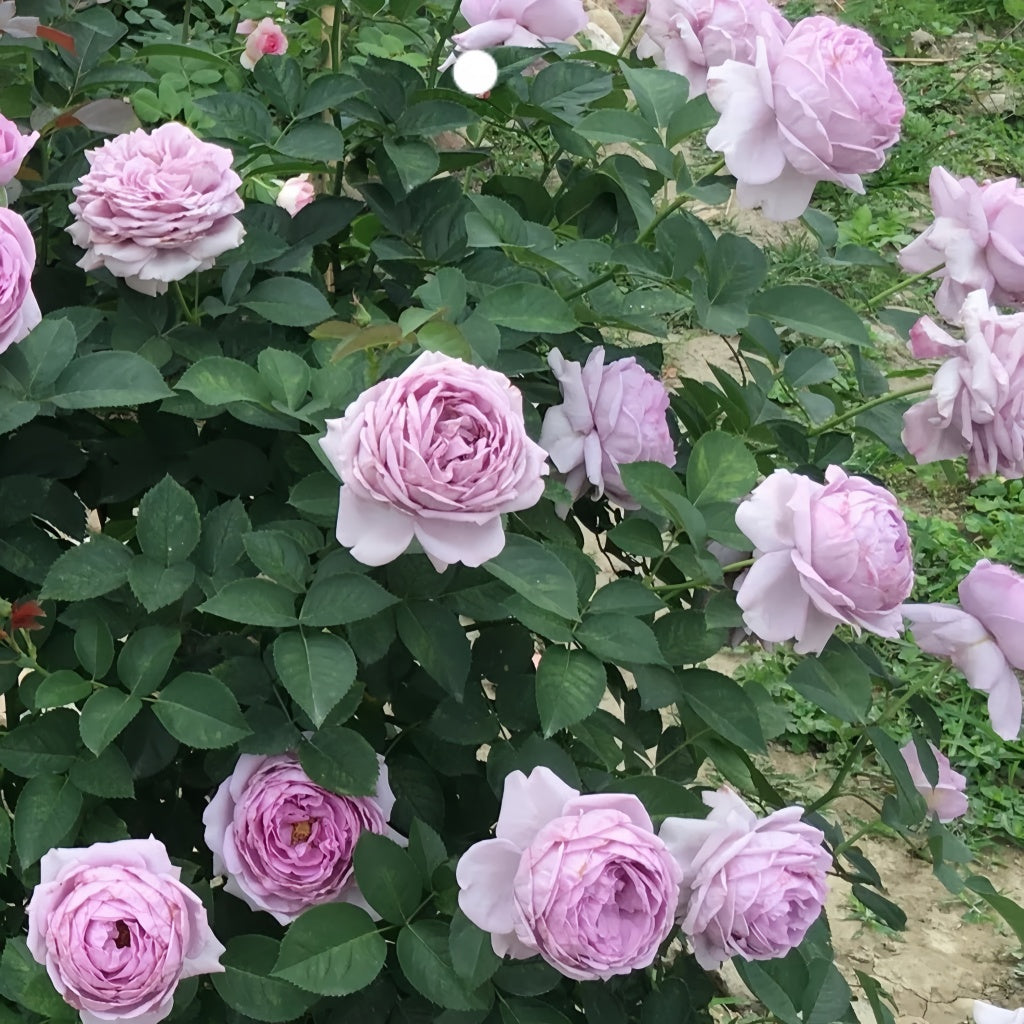 Shinoburedo Rose
