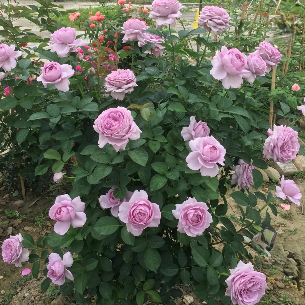 Shinoburedo Rose