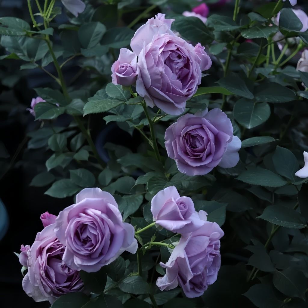 Shinoburedo Rose