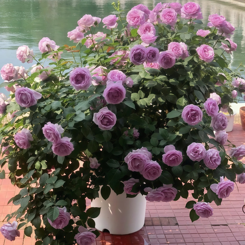 Shinoburedo Rose