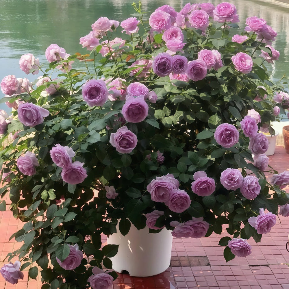 Shinoburedo Rose