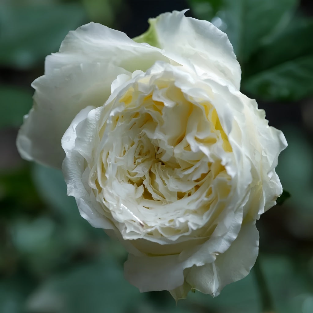 Shirabe Rose