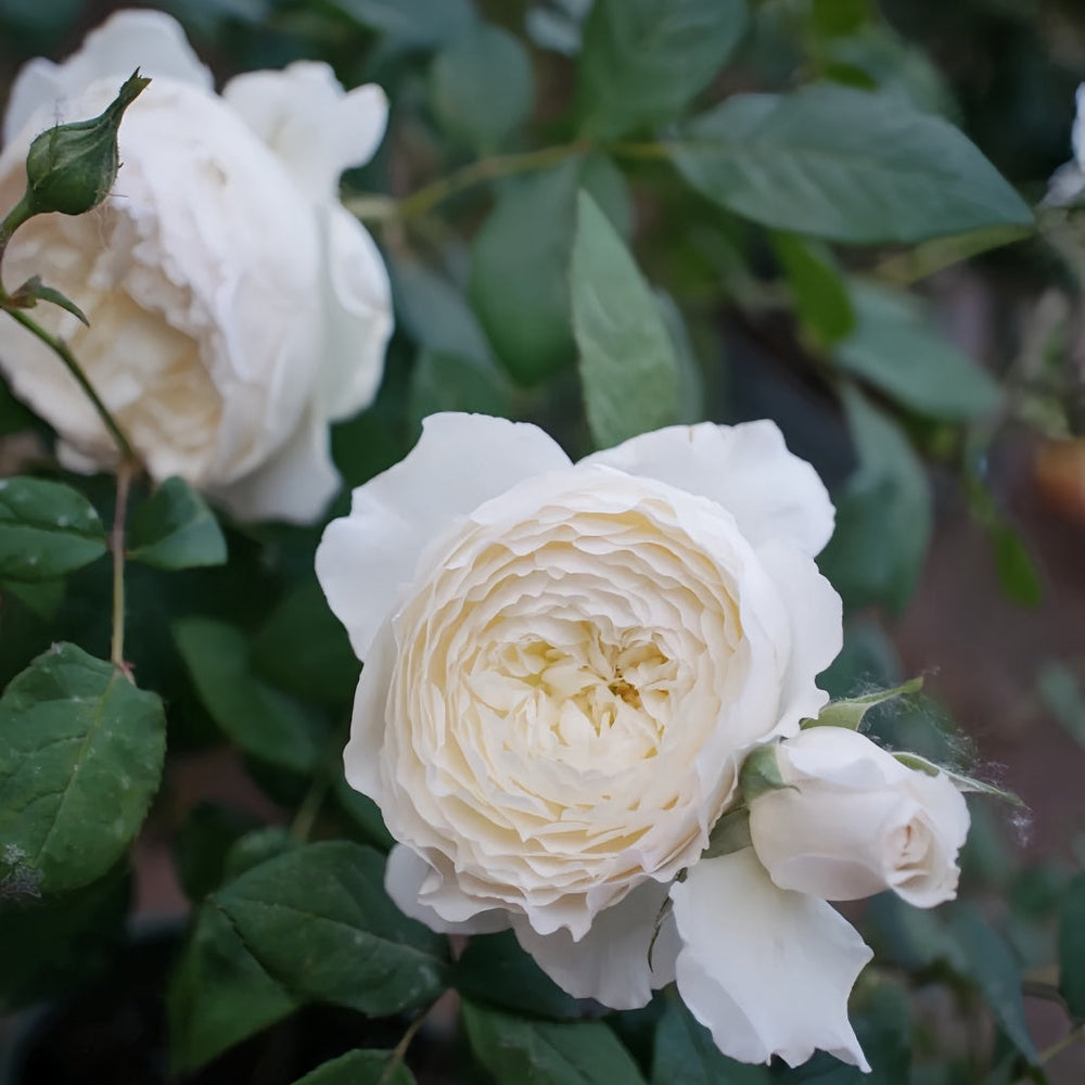Shirabe Rose