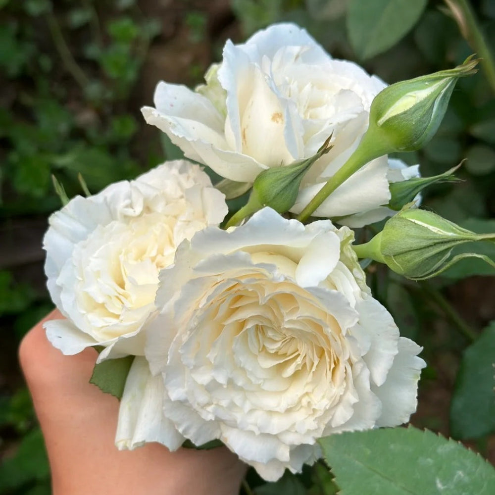 Shirabe Rose