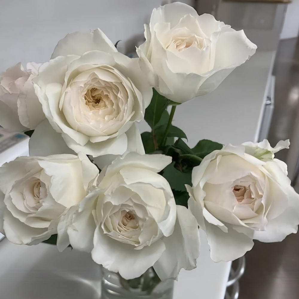 Shirabe Rose