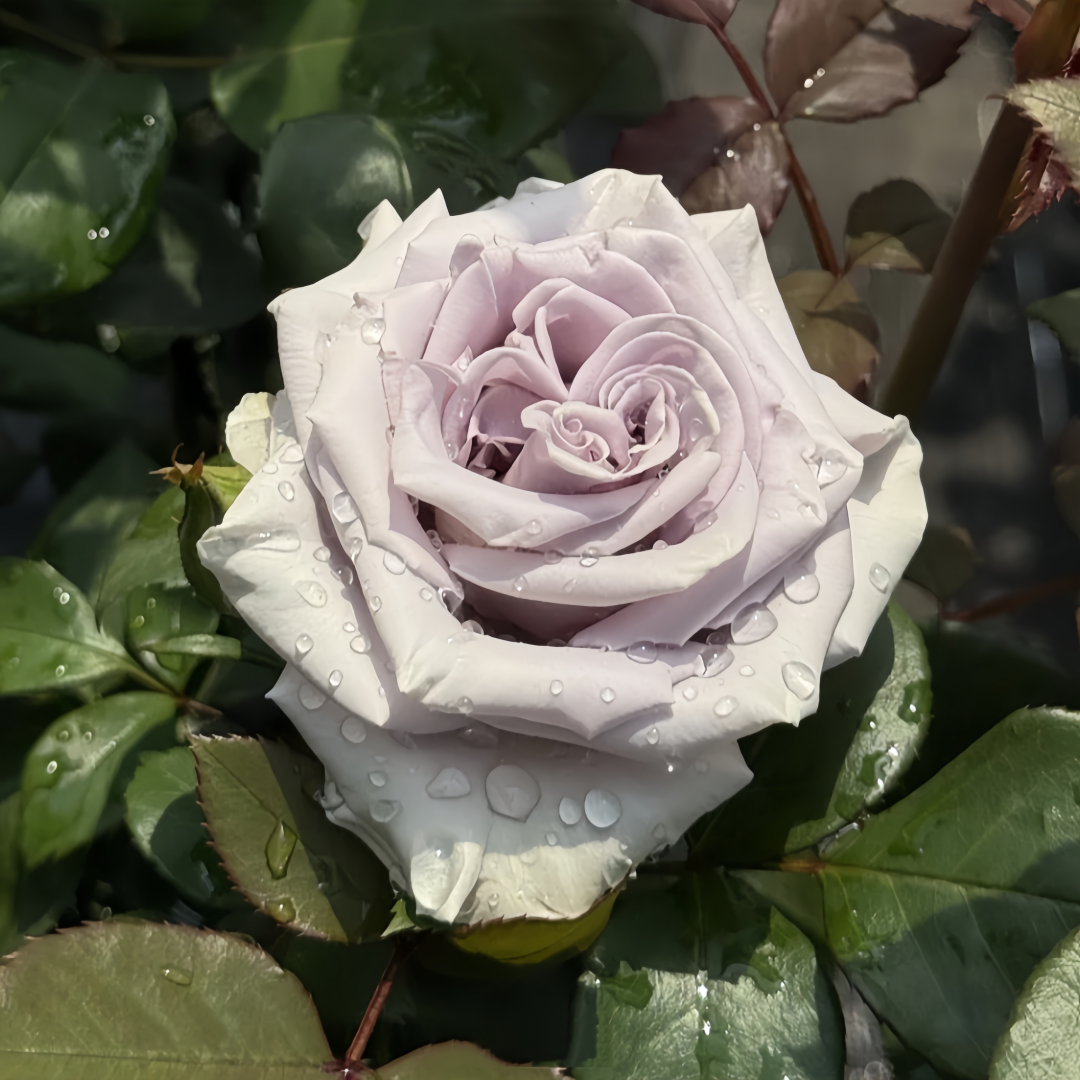Shocking Blue Rose