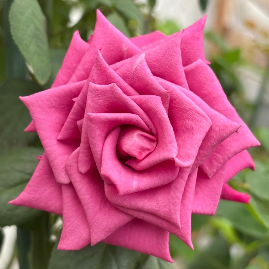 Shogun Rose