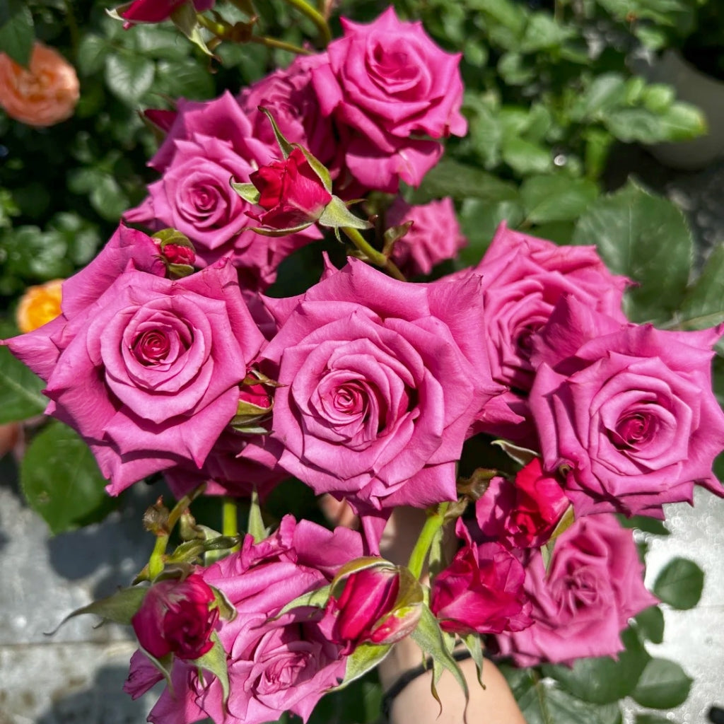 Shogun Rose