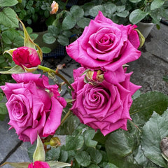 Shogun Rose