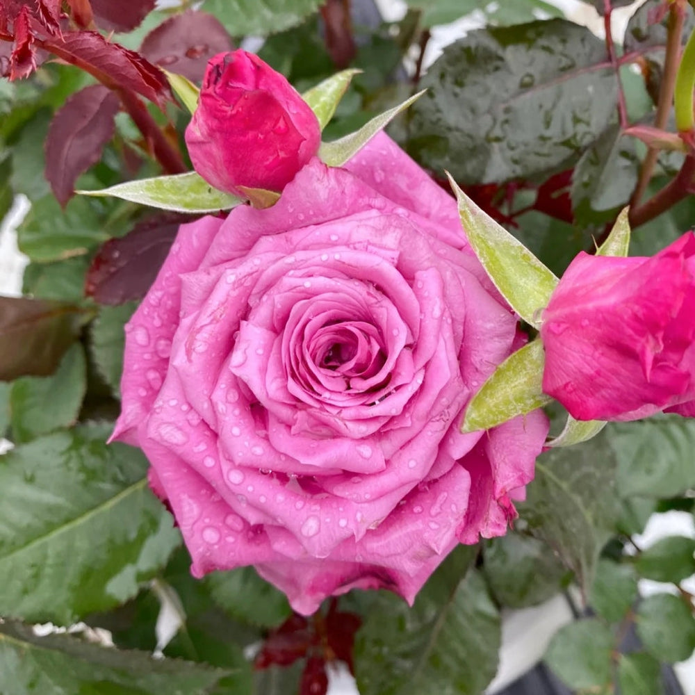 Shogun Rose